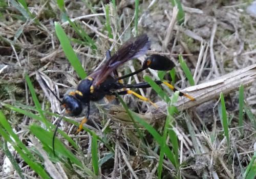 Réf. 327 769 : Sceliphron caementarium